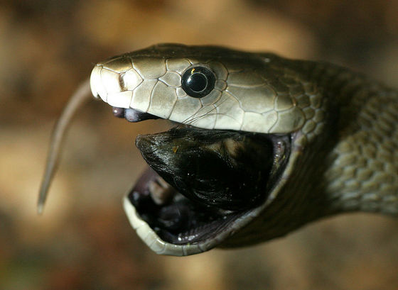 Photo d'un serpent.