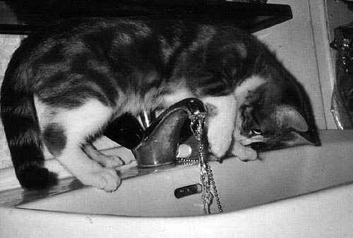 Le chat Gwenva joue avec l'eau qui s'écoule d'un robinet.