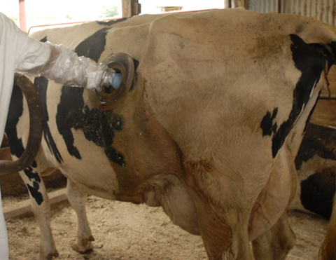Photo de vache avec fistule abdominale (trou dans l'abdomen), avec une personne y insérant la main.