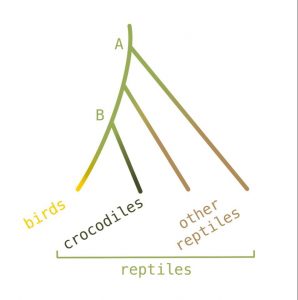 Simplified genealogy of birds and reptiles.