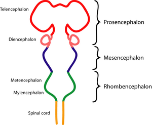 Cerveau embryonnaire: rhombencéphale (myélencéphale, métencéphale); mésencéphale; prosencéphale (diencéphale, télencéphale).