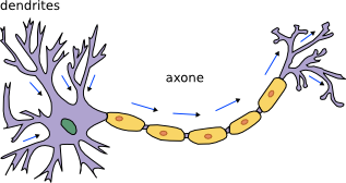 L'influx entre par les dendrites, sort par l'axone.