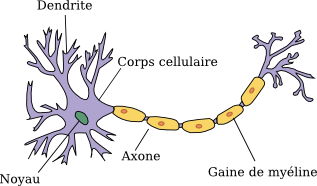 Schéma d'un neurone.