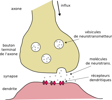 Synapse, entre un bouton terminal d'axone et une dendrite.