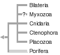 Tree of animal descent.